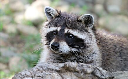 Arrestan a mujer que llevó un mapache salvaje a un bar en Dakota del Norte