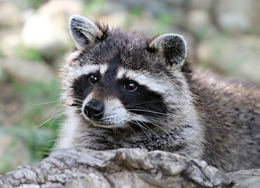 Arrestan a mujer que llevó un mapache salvaje a un bar en Dakota del Norte