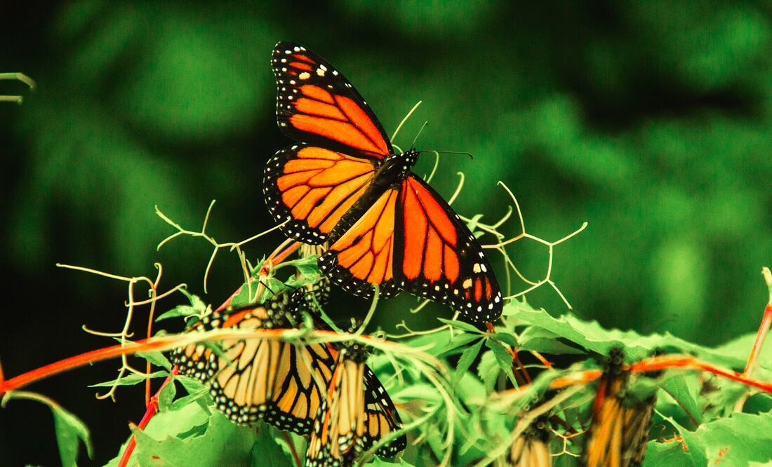 Estados Unidos planea declarar a las mariposas monarca como especie amenazada. Foto: iSTOCK-Marcos Elihu Castillo Ramirez