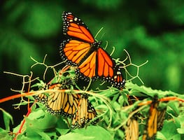 Estados Unidos planea declarar a las mariposas monarca como especie amenazada