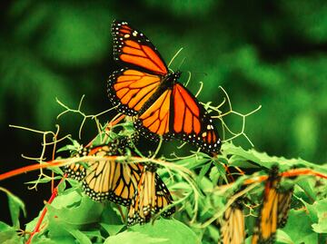 Estados Unidos planea declarar a las mariposas monarca como especie amenazada
