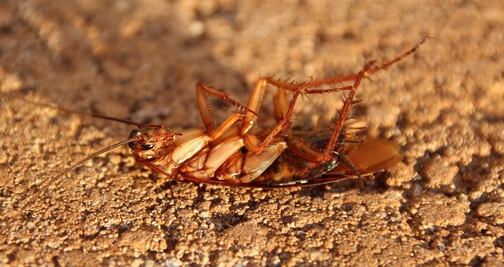 Zoológico ofrece bautizar cucarachas con nombre de tu ex para San Valentín