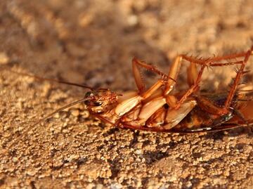 Zoológico ofrece bautizar cucarachas con nombre de tu ex para San Valentín