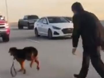 Paralizan tráfico en carretera de Houston para rescatar a perro