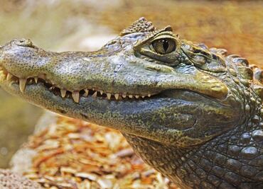 Autoridades matan a caimán ‘sospechoso’ de atacar a hombre en EU