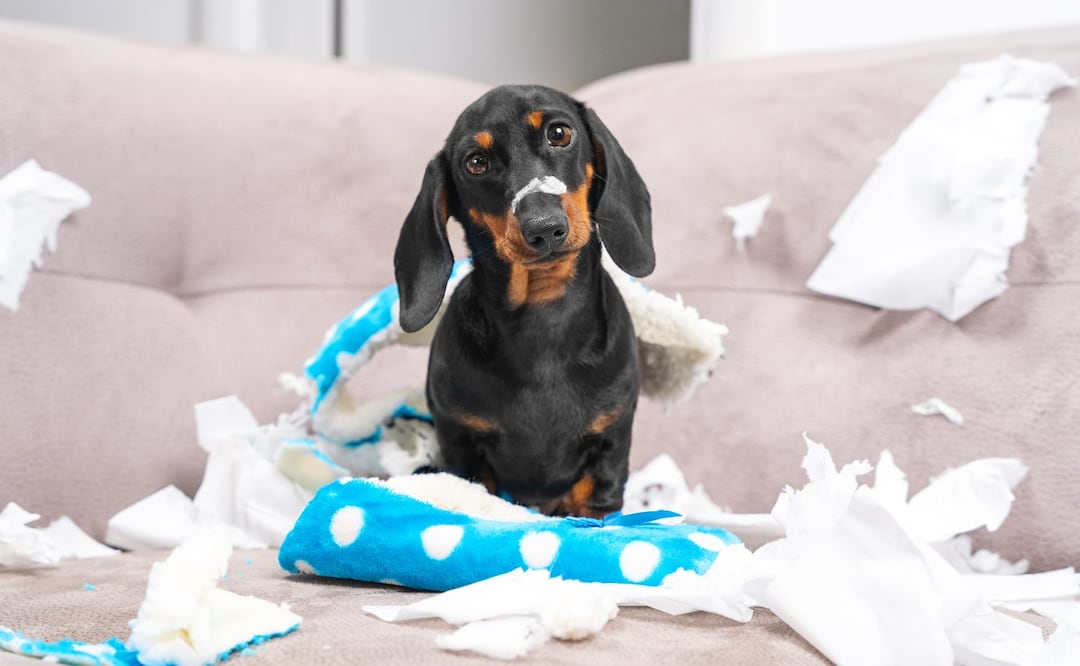 Perros desobedientes. Foto: iStock-Ирина Мещерякова