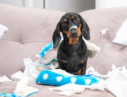 Bonitos, pero desobedientes; 8 razas de perros que no harán caso a tus órdenes