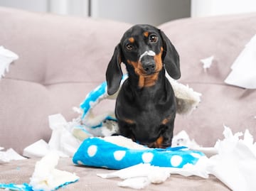 Bonitos, pero desobedientes; 8 razas de perros que no harán caso a tus órdenes