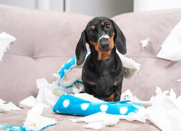 Bonitos, pero desobedientes; 8 razas de perros que no harán caso a tus órdenes