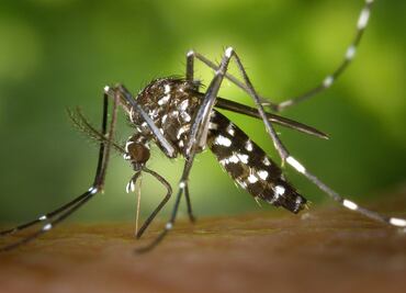 Mosquitos 'mutantes' podrían ser liberados en Florida y Texas