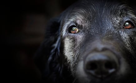 ¿Cómo puedes identificar que tu perro está envejeciendo y cómo debes cuidarlo?