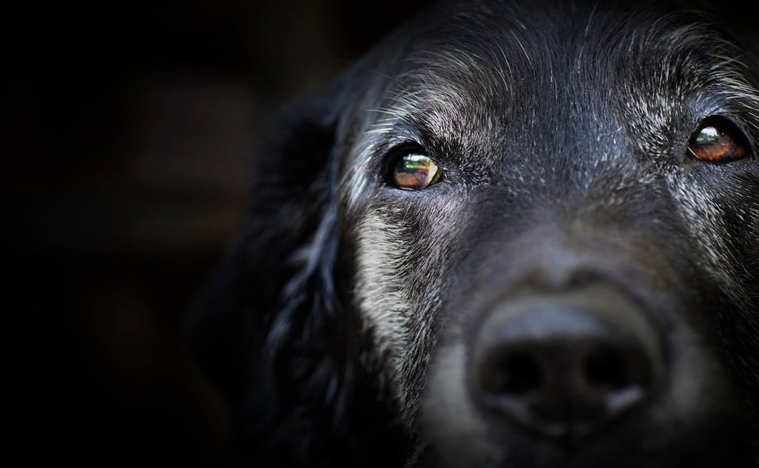 ¿Cuándo un perro envegece? Foto: iStock-mythja