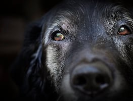 ¿Cómo puedes identificar que tu perro está envejeciendo y cómo debes cuidarlo?