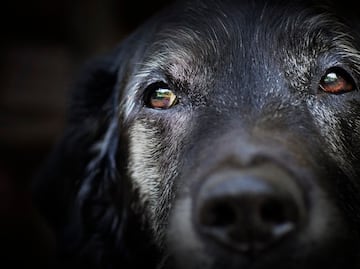 ¿Cómo puedes identificar que tu perro está envejeciendo y cómo debes cuidarlo?
