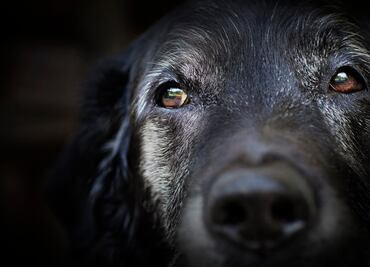 ¿Cómo puedes identificar que tu perro está envejeciendo y cómo debes cuidarlo?