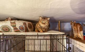 Policía detiene a mujer que mantuvo 52 gatos hacinados en su casa