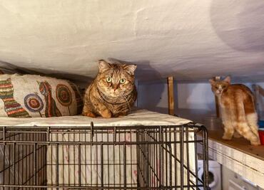 Policía detiene a mujer que mantuvo 52 gatos hacinados en su casa