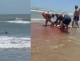 Imágenes de terror. Tiburón ataca a cuatro personas en playa de Texas
