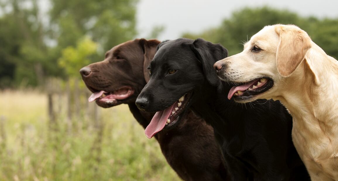 7 razas de perros más propensas a tener ansiedad, según los expertos. Foto: iSTOCK-lizcen
