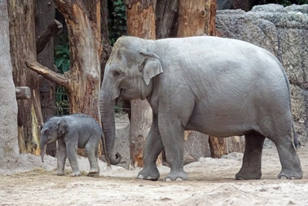 Millonario cazador muere tras ser pisoteado por una manada de elefantes durante lujosa cacería en África. Foto: Pixabay 