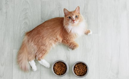 ¿Lo alimentas bien? Estas son las mejores y peores croquetas para para tu gato, según Profeco