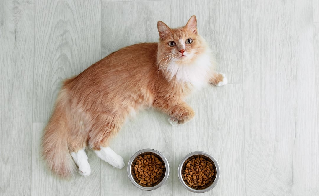 ¿Lo alimentas bien? Estas son las mejores y peores croquetas para para tu gato, según Profeco. Foto: iStock-Iuliia Alekseeva