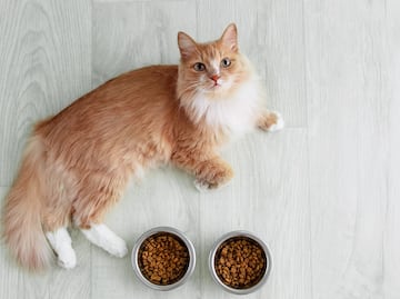¿Lo alimentas bien? Estas son las mejores y peores croquetas para para tu gato, según Profeco