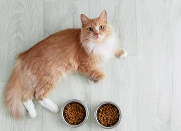 ¿Lo alimentas bien? Estas son las mejores y peores croquetas para para tu gato, según Profeco
