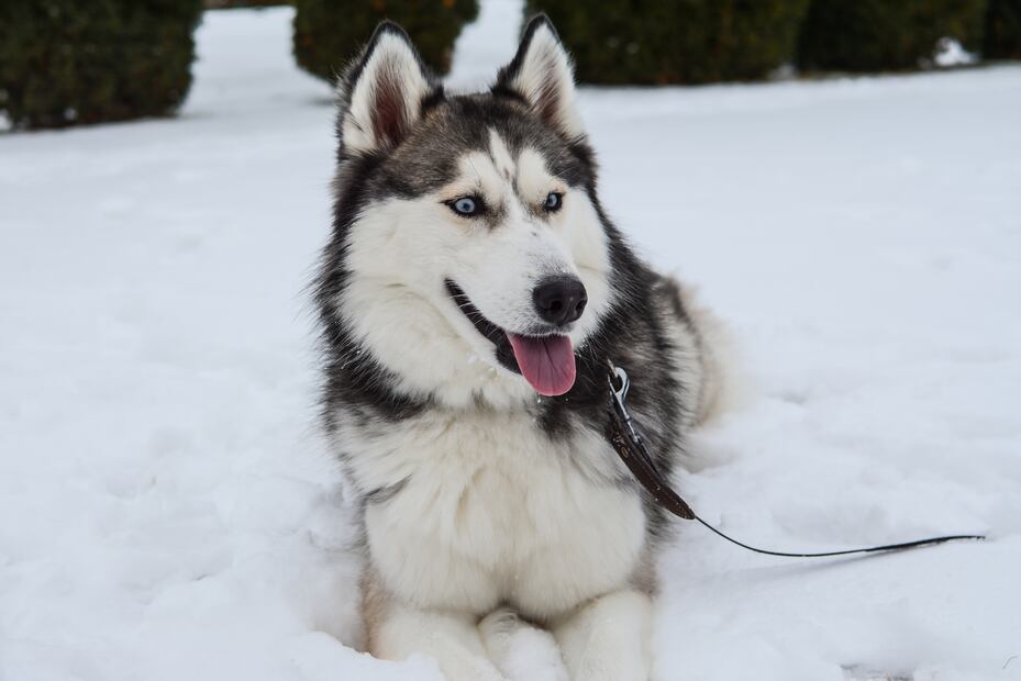 6 razas de perros que aman el clima frío y lo soportan mejor. Foto: iSTOCK-Edita Paulauskiene