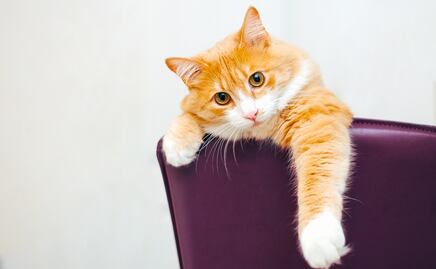 Piden el despido de trabajadora por lanzar desde tren en movimiento a gato; pensó que “era callejero”