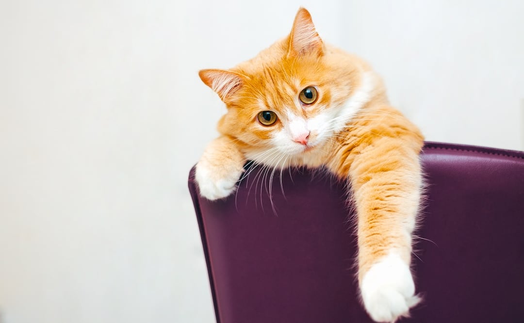 Piden el despido de trabajadora por lanzar desde tren en movimiento a gato pensando que “era callejero”.  Foto: iStock-Andrei Kravtsov