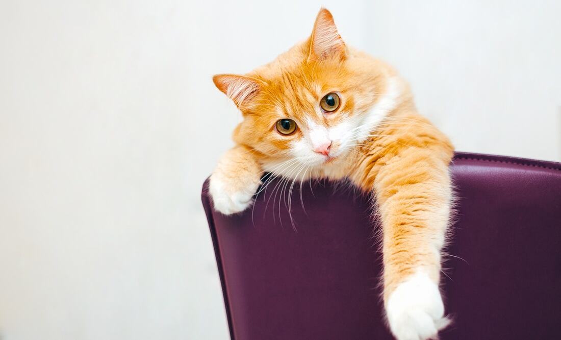 Piden el despido de trabajadora por lanzar desde tren en movimiento a gato pensando que “era callejero”.  Foto: iStock-Andrei Kravtsov