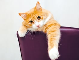 Piden el despido de trabajadora por lanzar desde tren en movimiento a gato; pensó que “era callejero”