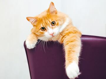 Piden el despido de trabajadora por lanzar desde tren en movimiento a gato; pensó que “era callejero”