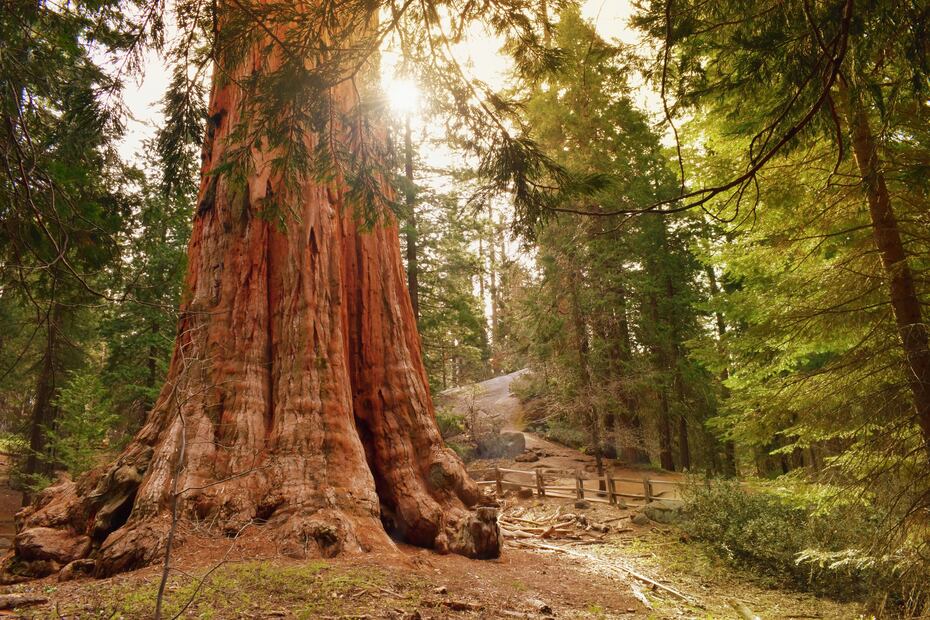 Sequoia & Kings Canyon National Parks, California USA. iStock/Tunatura