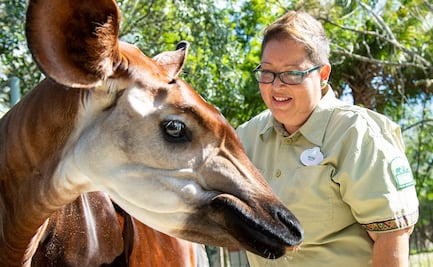 Día Mundial del Okapi: Mori, una cuidadora de animales que cumplió su sueño en Disney