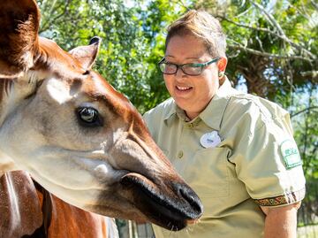 Día Mundial del Okapi: Mori, una cuidadora de animales que cumplió su sueño en Disney
