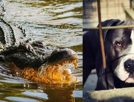 Un caimán mata a pitbull en Florida; alertan por mascotas