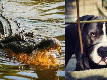 Un caimán mata a pitbull en Florida; alertan por mascotas