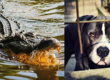 Un caimán mata a pitbull en Florida; alertan por mascotas