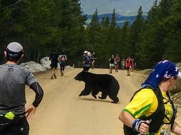 Oso impacta a competidores al correr maratón en Colorado
