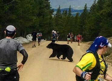 Oso impacta a competidores al correr maratón en Colorado