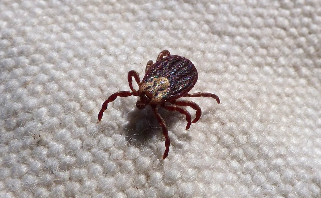 Mordedura de garrapatas causa alergia a la carne roja; alertan los CDC. Foto: Pixabay/makamuki0