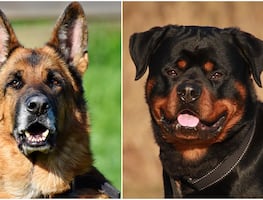 Las mejores 8 razas de perros guardianes para familias, según expertos