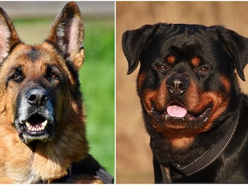 Las mejores 8 razas de perros guardianes para familias, según expertos