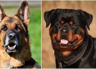 Las mejores 8 razas de perros guardianes para familias, según expertos