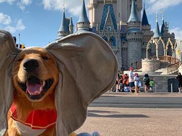 Premian a perro de asistencia con viaje a Disney World