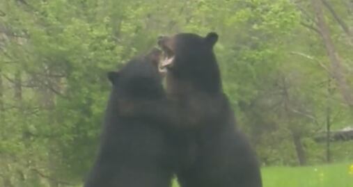 Hombre capta a dos osos peleando en el jardín de su casa