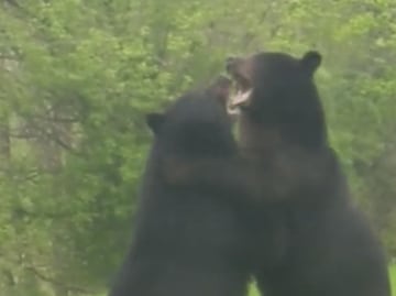Hombre capta a dos osos peleando en el jardín de su casa