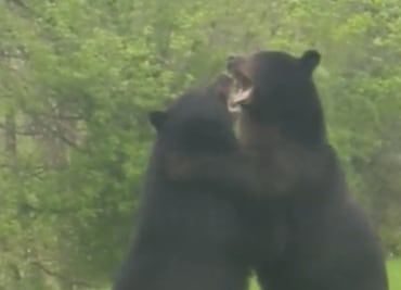 Hombre capta a dos osos peleando en el jardín de su casa